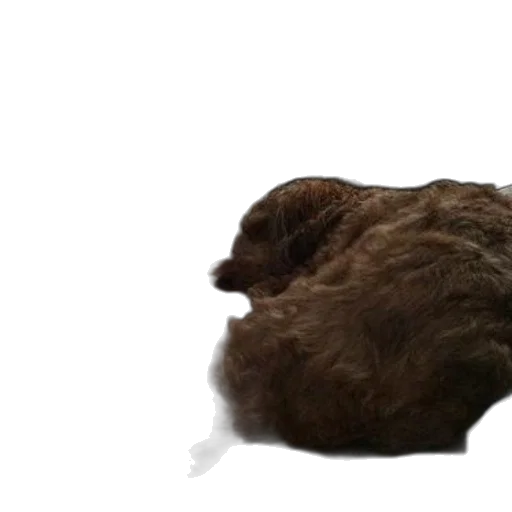 hair, animal, creature, hat transparent PNG cut-out
