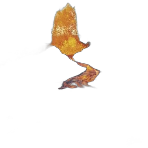 food, animal, dragon, creature transparent PNG cut-out