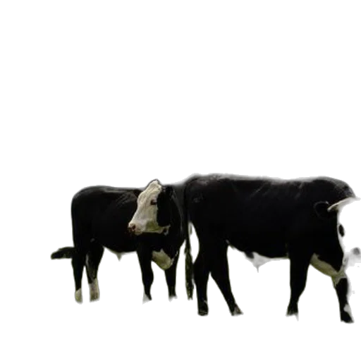 animal, creature, 3d render, concept art transparent PNG cut-out