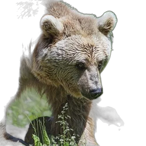 animal, creature, staff, photorealistic transparent PNG cut-out