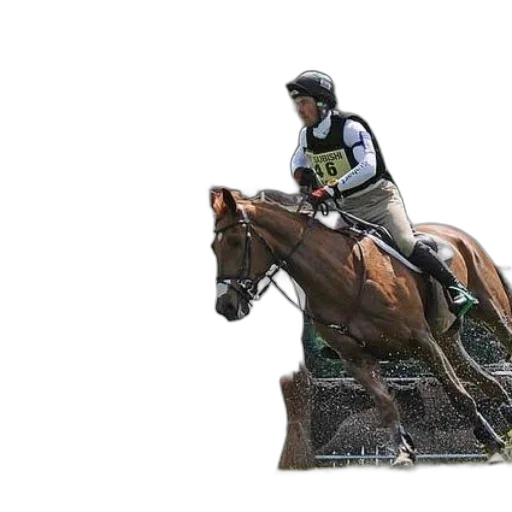 rider, horseback, jumps, over transparent PNG cut-out