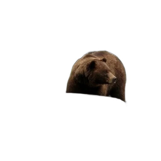 animal, face, creature, hair transparent PNG cut-out