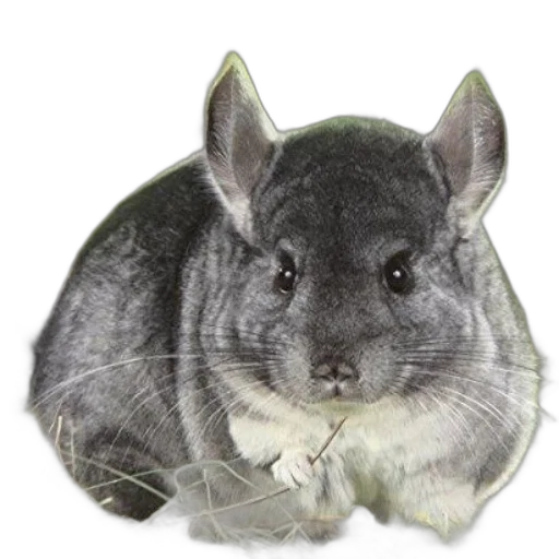 animal, creature, hat, staff transparent PNG cut-out