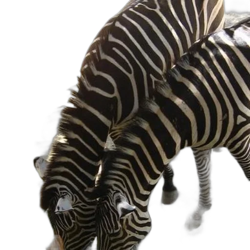 animal, creature, 3d render, two transparent PNG cut-out