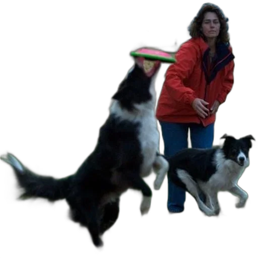 animal, creature, staff, umbrella transparent PNG cut-out
