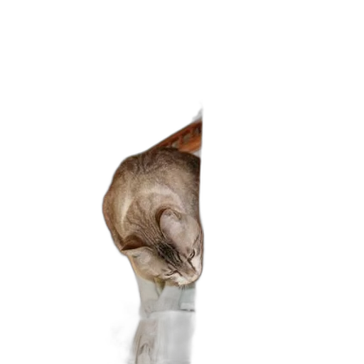 staff, animal, hat, umbrella transparent PNG cut-out