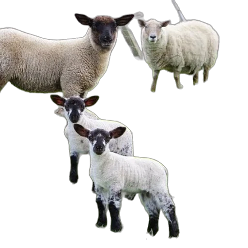 animal, jewelry, staff, food transparent PNG cut-out