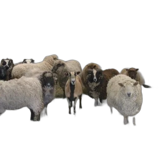 animal, group, sheep, stands transparent PNG cut-out
