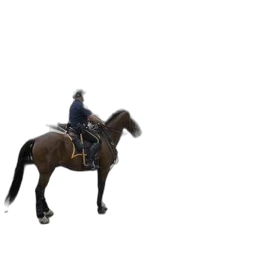 animal, jacket, staff, hat transparent PNG cut-out