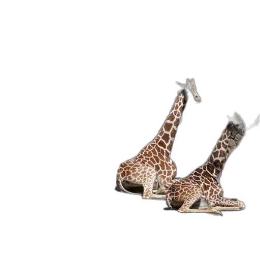 shoes, animal, jewelry, group transparent PNG cut-out