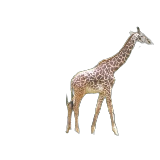 animal, creature, staff, weapon transparent PNG cut-out