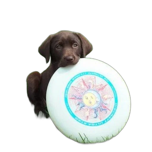 animal, staff, photorealistic, chocolate transparent PNG cut-out