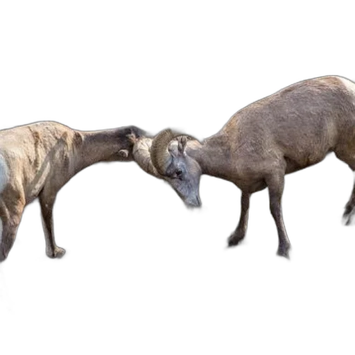 animal, two, bighorn, sheep transparent PNG cut-out