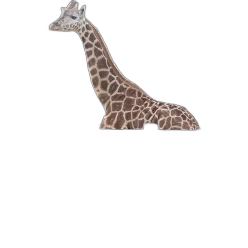 animal, shoes, creature, hat transparent PNG cut-out
