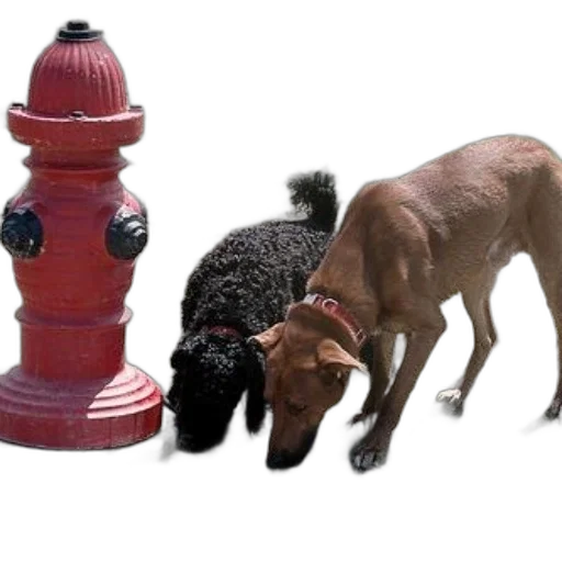 animal, furniture, crown, bottle transparent PNG cut-out