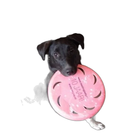 animal, staff, creature, photorealistic transparent PNG cut-out