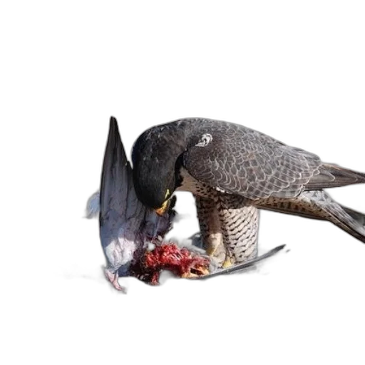 food, animal, creature, dragon transparent PNG cut-out
