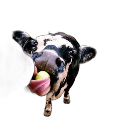animal, food, face, creature transparent PNG cut-out