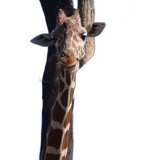 animal, staff, creature, face transparent PNG cut-out