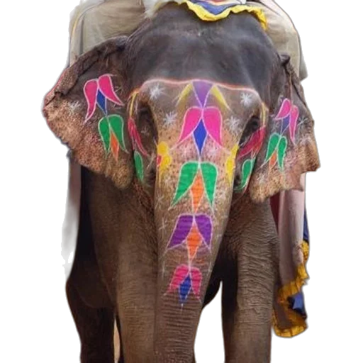 animal, umbrella, jewelry, jacket transparent PNG cut-out