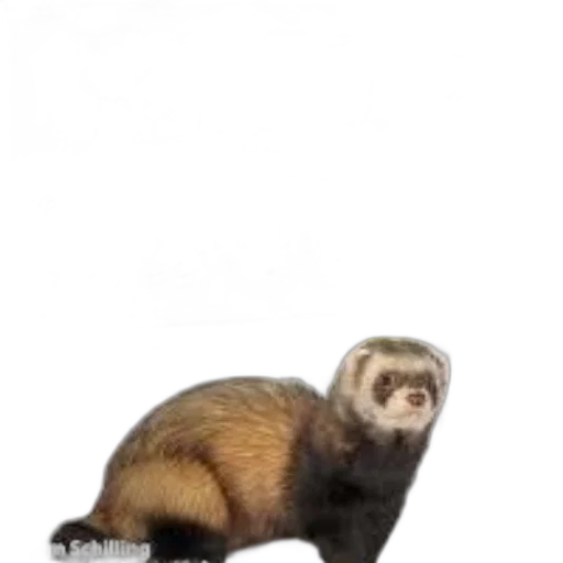 animal, creature, staff, hair transparent PNG cut-out