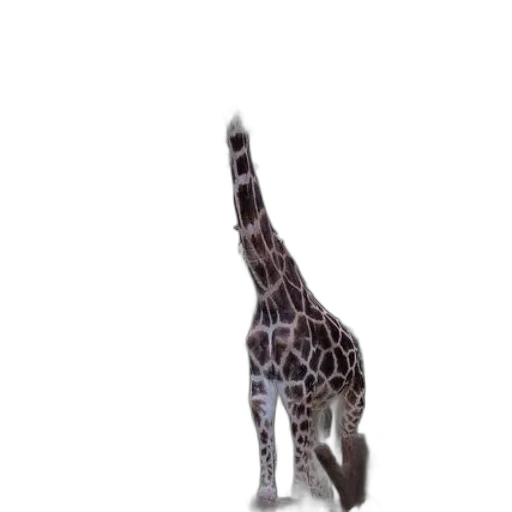 animal, creature, staff, hat transparent PNG cut-out