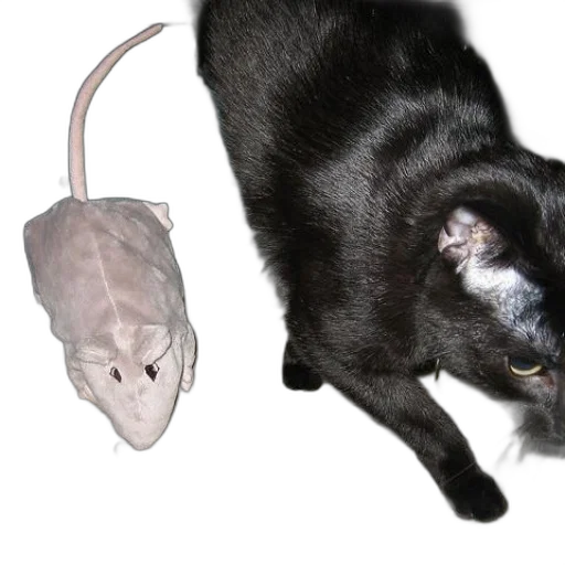 animal, creature, hat, mask transparent PNG cut-out