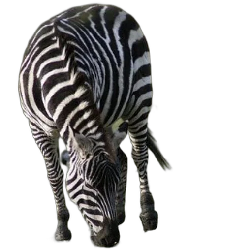 animal, creature, jewelry, staff transparent PNG cut-out