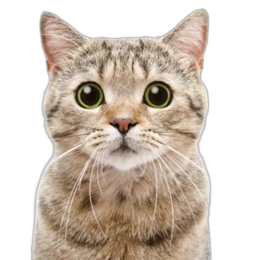 animal, face, staff, creature transparent PNG cut-out