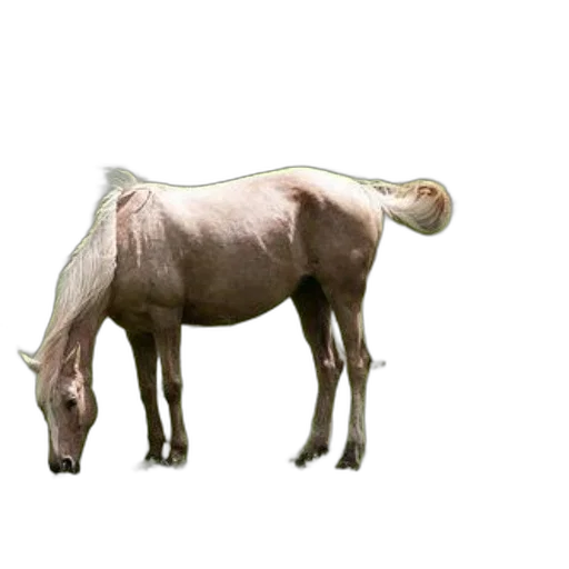 animal, creature, staff, food transparent PNG cut-out