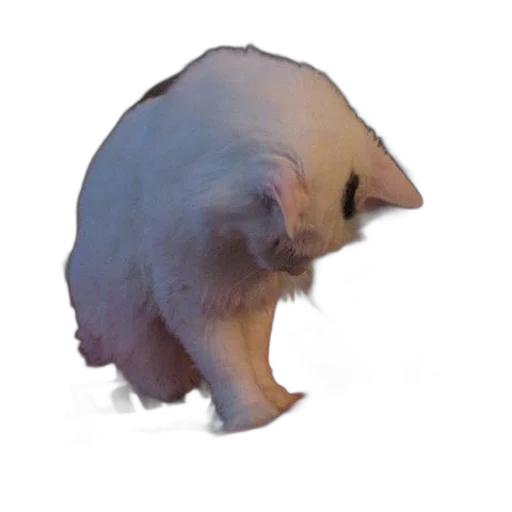 creature, hair, animal, mask transparent PNG cut-out
