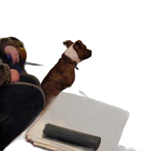 staff, animal, furniture, creature transparent PNG cut-out