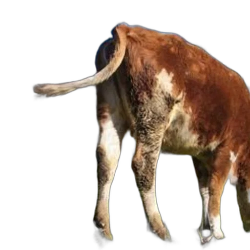 animal, creature, food, concept art transparent PNG cut-out