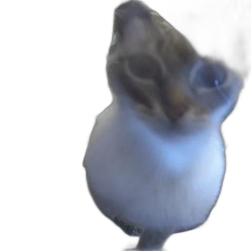 animal, creature, staff, hair transparent PNG cut-out