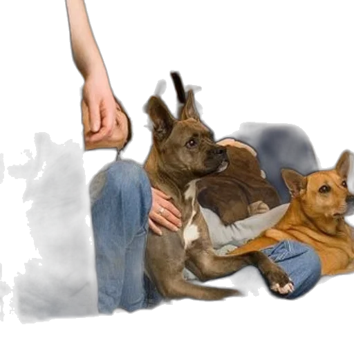 animal, photorealistic, concept art, 3d render transparent PNG cut-out