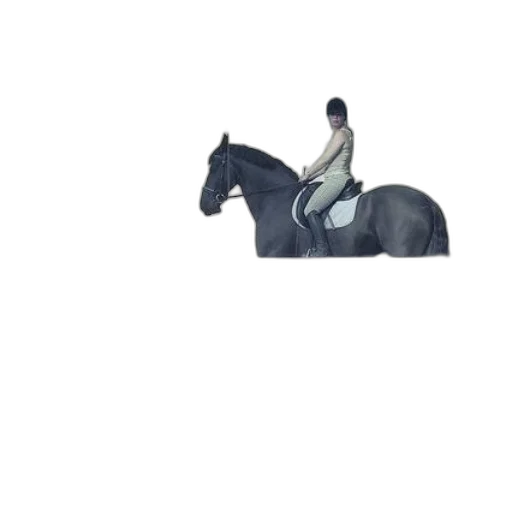 animal, creature, hat, sword transparent PNG cut-out