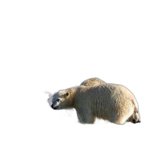 animal, creature, staff, food transparent PNG cut-out