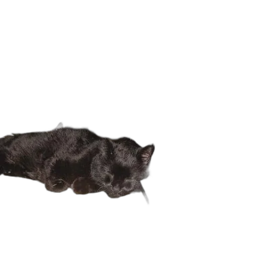 animal, staff, creature, hair transparent PNG cut-out