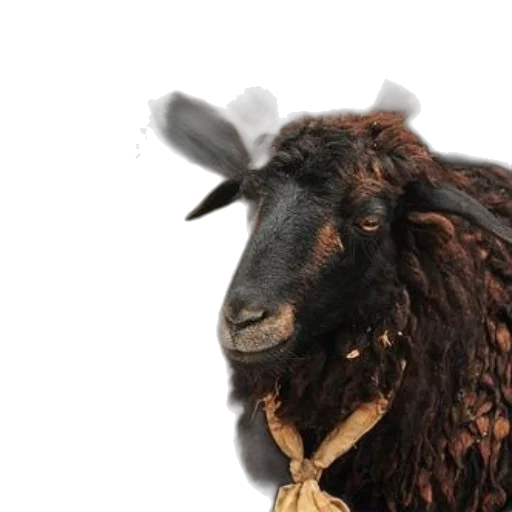 animal, hair, hat, jewelry transparent PNG cut-out