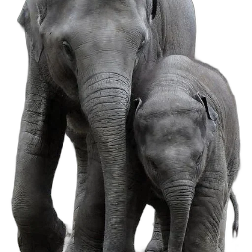 animal, creature, photorealistic, mother transparent PNG cut-out