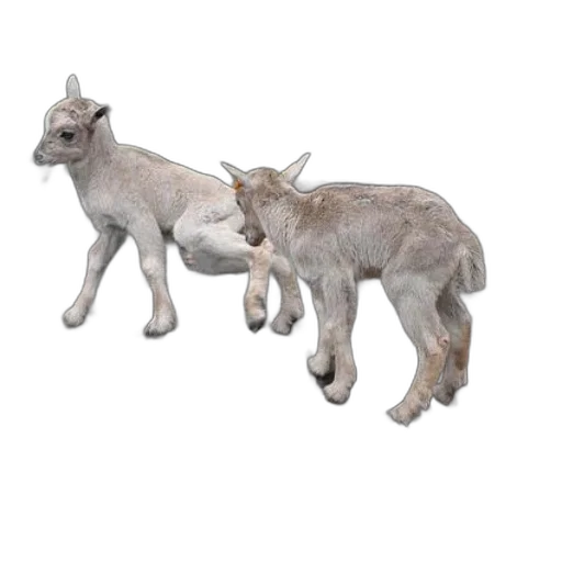 animal, staff, creature, 3d render transparent PNG cut-out