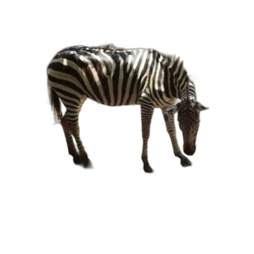 animal, creature, furniture, staff transparent PNG cut-out