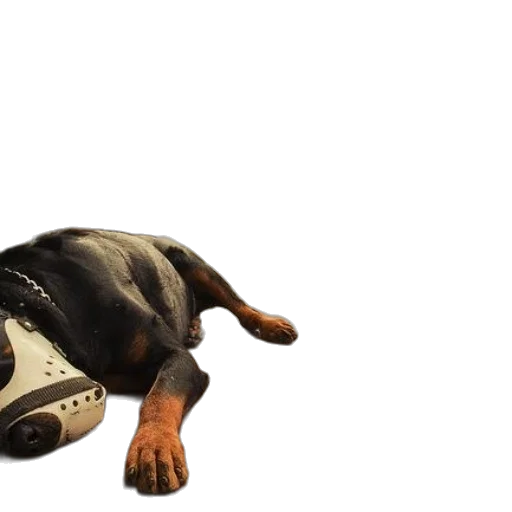 animal, creature, hat, weapon transparent PNG cut-out