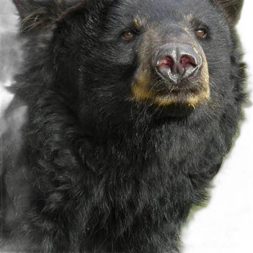 animal, face, creature, staff transparent PNG cut-out
