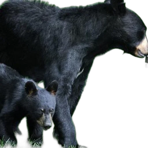 animal, concept art, mother, black transparent PNG cut-out