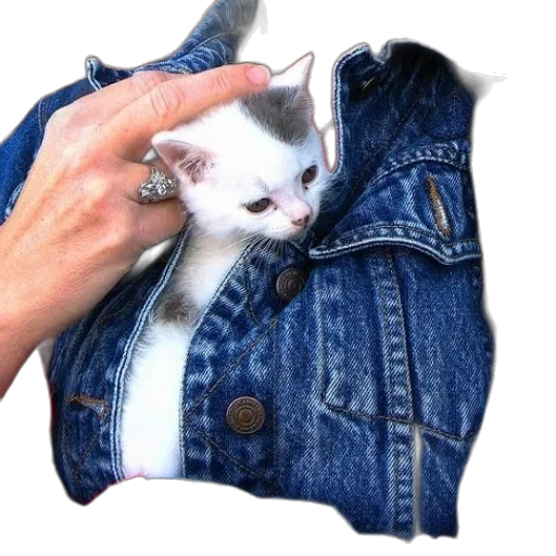 jacket, animal, hat, weapon transparent PNG cut-out