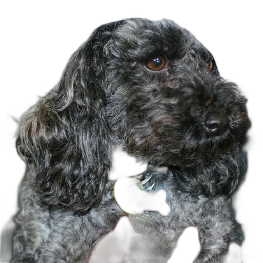 staff, animal, creature, face transparent PNG cut-out