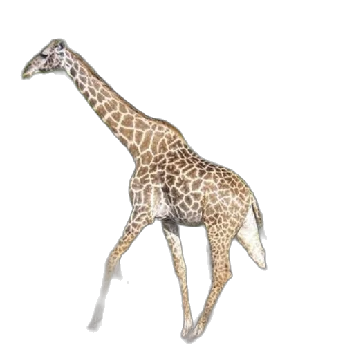 animal, creature, staff, jewelry transparent PNG cut-out