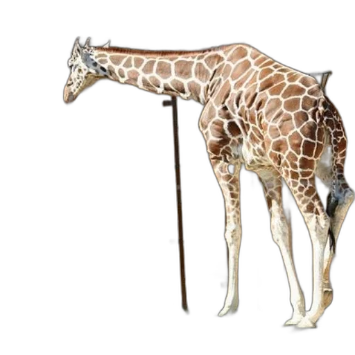 animal, staff, creature, weapon transparent PNG cut-out
