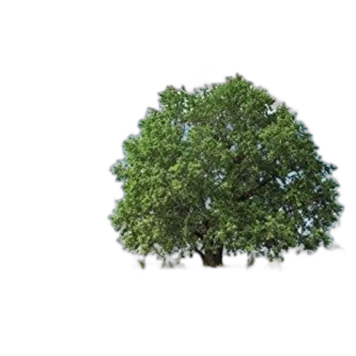 tree, crown, hair, animal transparent PNG cut-out